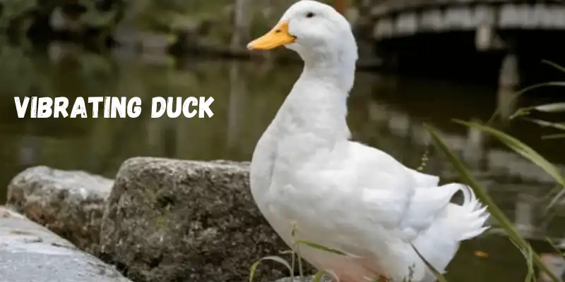 Can Ducks vibrate
