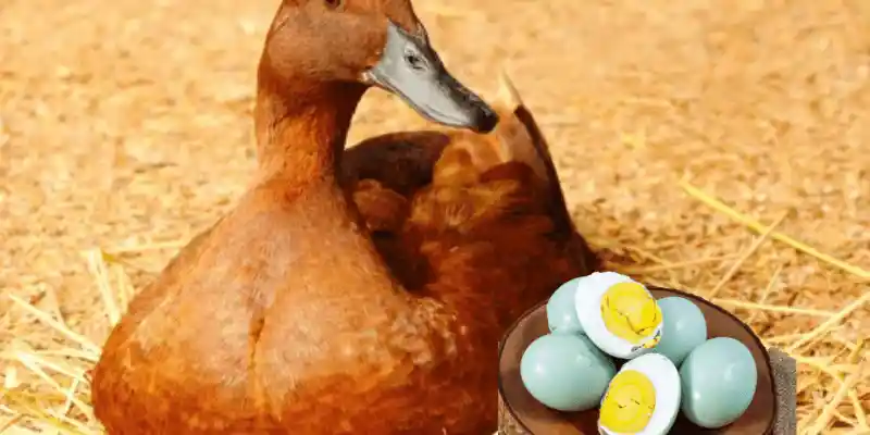 Ducks eating their eggs in diet