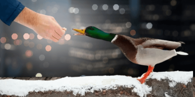 Food and Water for Ducks in Night