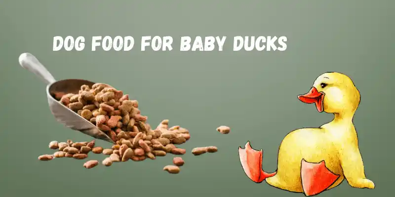 Baby Duck Eat Dog Food