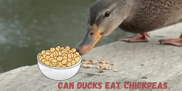 A Comprehensive Guide Why Can Ducks Safely Eat Chickpeas