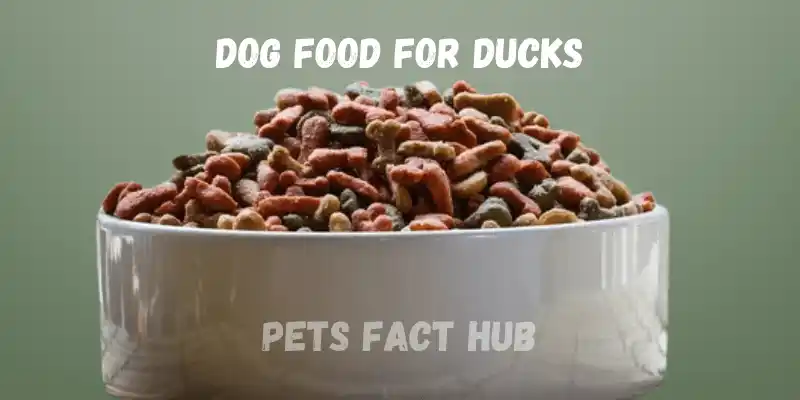 Why Ducks Eat Dog Foods