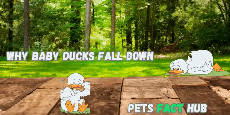 Why baby ducks fall downs