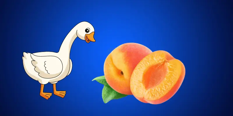 Ducks Eating Peaches